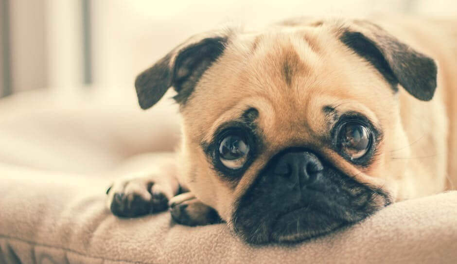 Sad baby pug