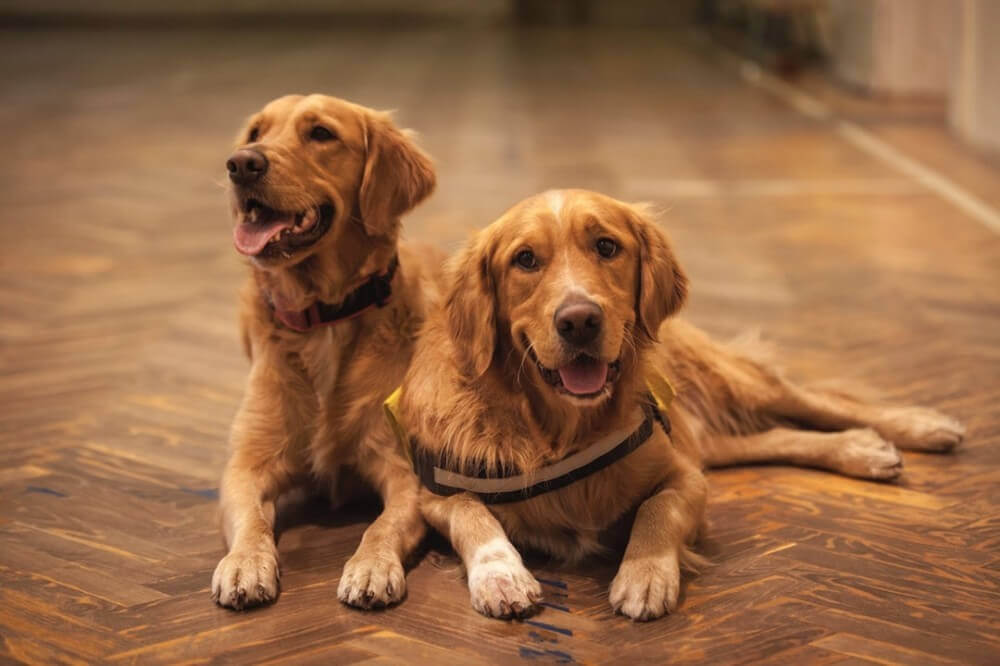 7 Best Types Of Flooring For Dogs, Does Dog Urine Ruin Tile Floors
