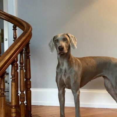 dog on staircase